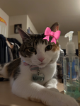 WE LOVE CATS MANGO