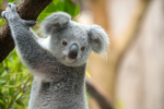 Kolas Koala Group