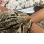 BELLA•_•