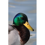 Noob Duck Fam Club!