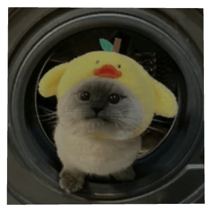 Cat Pfp
