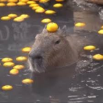Capybaras are better