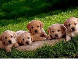 Puppy Hangout (Rebuilt)