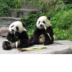 Da Panda Squad! <3