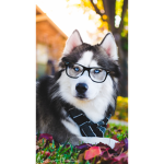 Wolf with glasses