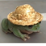 rebellious frogs