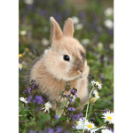 Lovely bunnie