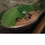 Rip my hamsters