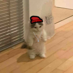 meme pirate