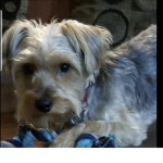 -Mason the Yorkie-