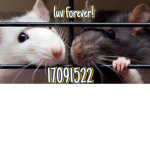 luv forever!