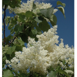 trees of lilac