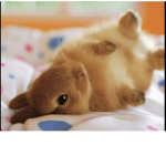 Bunny and rabbit squad