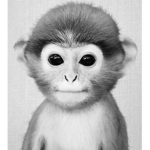 Robuxx Monkey