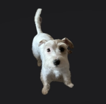 RAT PRO SO KOOL