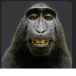 MONKEYS ARE DA BEST