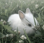 purity '