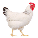 Chicken Nation :3