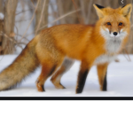 farming fox tribe