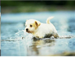 Puppy's and kittens