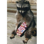 Funny raccon club