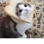 #Cats will survive