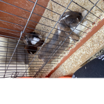Die furz Kanonen