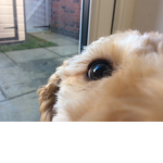 Afk Dog’s woofy fan group Official