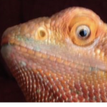 Lizards group of kids