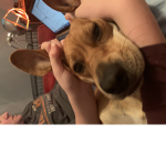Dogs are strong