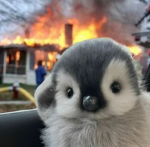 Force Penguins