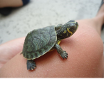 Mini-Turtle