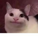 猫猫警察