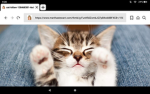 #OmgCats#
