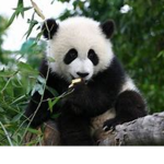 SUPER PANDAS RULE