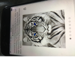 The tiger boyz gang