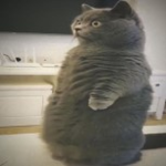 Hantchu