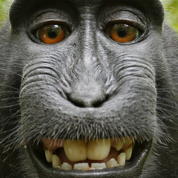 Monkey Meetup