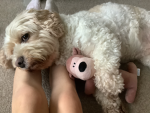 Teddy tubby