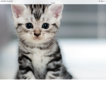cute cats!!!!! Plz join if you like cats