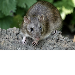 RAT TOWN