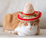 KittyFanClub