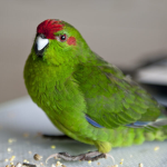 Kakariki Productions