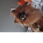 Fluffycrew