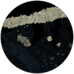 PRISMATIC Turquoise Tenontosaurus Unlocked! Roblox badge thumbnail