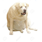 Big Labrador