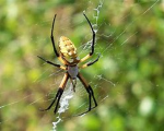 _.~Arachnophobia~._