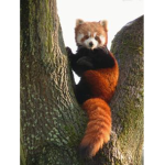 REDPANDA STUDIOS