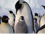Penguin land!