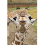 GIRAFFE PRO